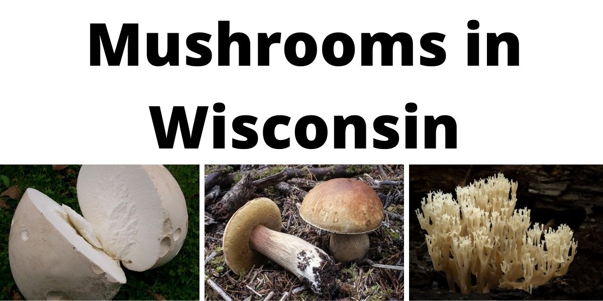 Edible and Poisonous Mushrooms of Wisconsin – Cable Area Chamber of ...